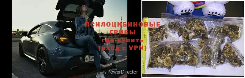 гидра ТОР  закладки  Николаевск-на-Амуре  Галлюциногенные грибы Psilocybe 